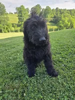Ivy , a female Labradoodle for sale in Williamstown, KY – 4 of 4