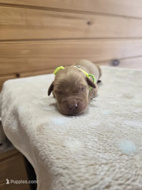 Nugget – Golden Retriever puppy for sale in Williamstown, KY