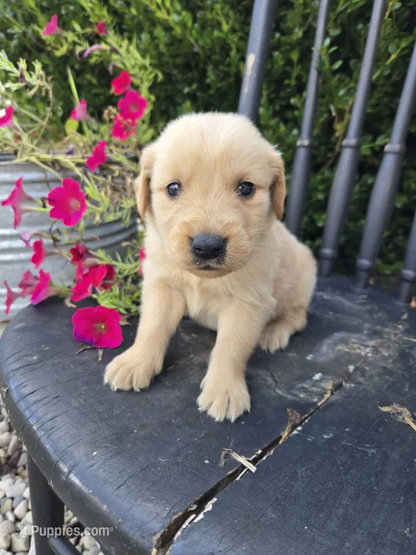 Peanut – Golden Retriever puppy for sale in Williamstown, KY