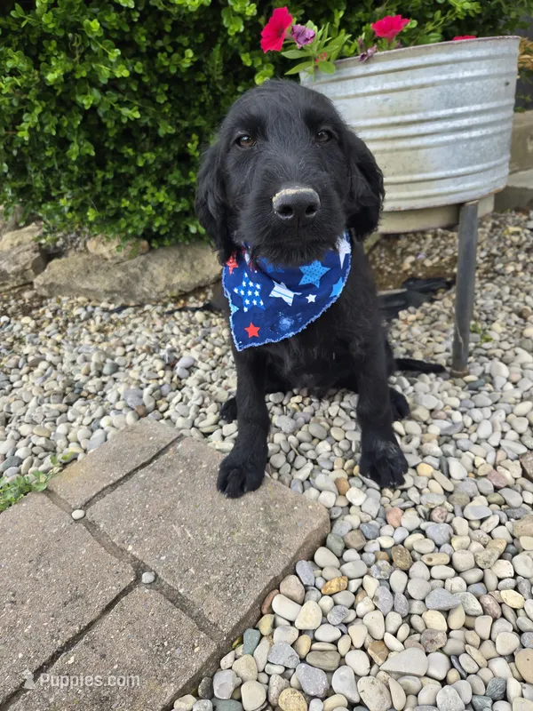 Ace – Labradoodle puppy for sale in Williamstown, KY