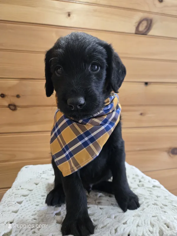 Ziggy – Labradoodle puppy for sale in Williamstown, KY