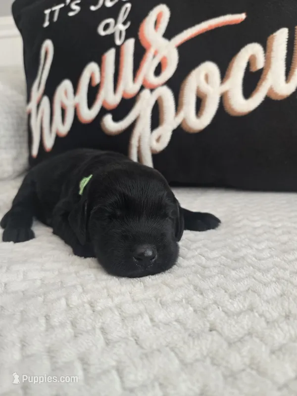 Shadow  – Labradoodle puppy for sale in Williamstown, KY