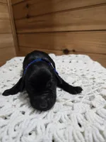 Bruiser, a male Labradoodle for sale in Williamstown, KY – Photo 1 of 6