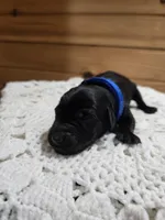 Bruiser, a male Labradoodle for sale in Williamstown, KY – Photo 4 of 6