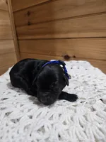 Bruiser, a male Labradoodle for sale in Williamstown, KY – Photo 2 of 6