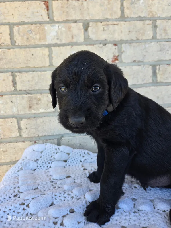Bruiser – Labradoodle puppy for sale in Williamstown, KY