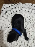 Bruiser, a male Labradoodle for sale in Williamstown, KY – Photo 3 of 6