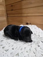 Bruiser, a male Labradoodle for sale in Williamstown, KY – Photo 5 of 6