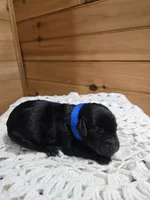 Bruiser, a male Labradoodle for sale in Williamstown, KY – Photo 6 of 6