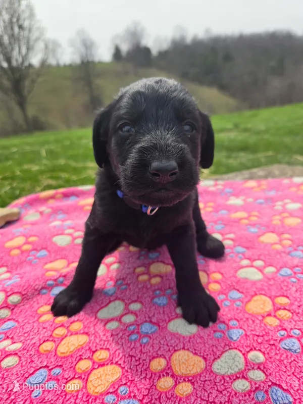 Bruiser – Labradoodle puppy for sale in Williamstown, KY