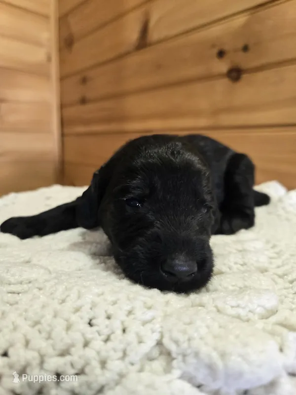 Bruiser – Labradoodle puppy for sale in Williamstown, KY