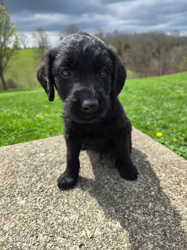 Bruiser – Labradoodle puppy for sale in Williamstown, KY