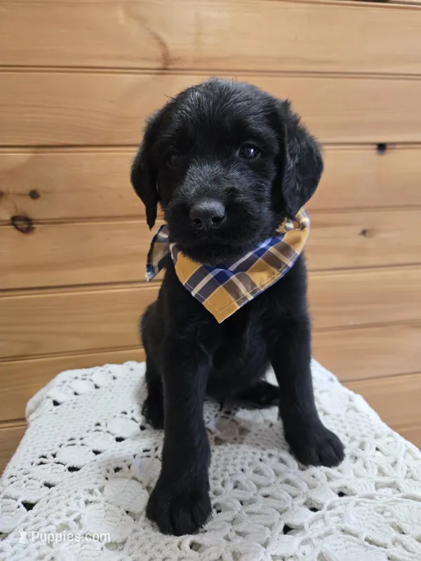 Buster – Labradoodle puppy for sale in Williamstown, KY