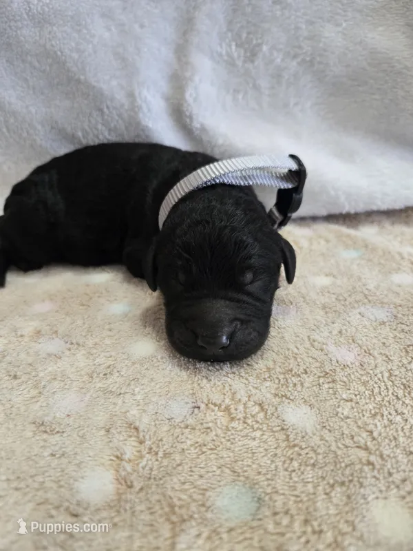 Hickery – Goldendoodle puppy for sale in Williamstown, KY