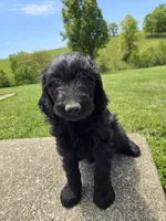 Ivy, a female Labradoodle for sale in Williamstown, KY – 3 of 5