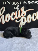 Ziggy, a  Labradoodle for sale in Williamstown, KY – 1 of 3