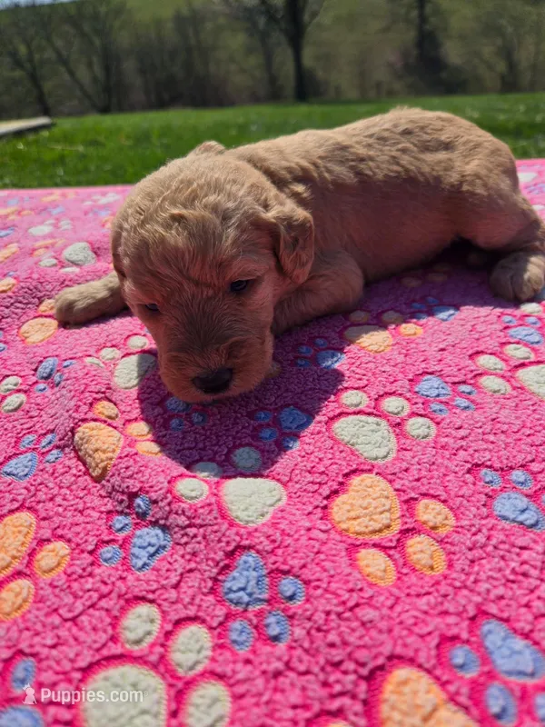 Piper – Labradoodle puppy for sale in Williamstown, KY
