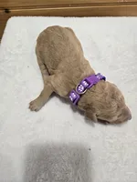 Piper, a female Labradoodle for sale in Williamstown, KY – Photo 2 of 4