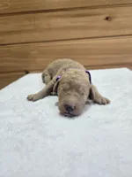 Piper, a female Labradoodle for sale in Williamstown, KY – Photo 3 of 4