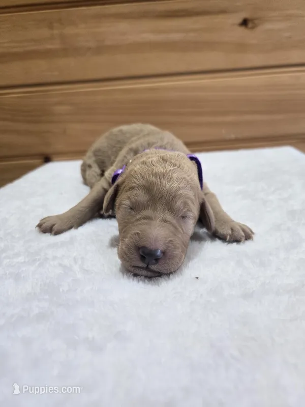 Piper – Labradoodle puppy for sale in Williamstown, KY