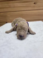 Piper, a female Labradoodle for sale in Williamstown, KY – Photo 1 of 4