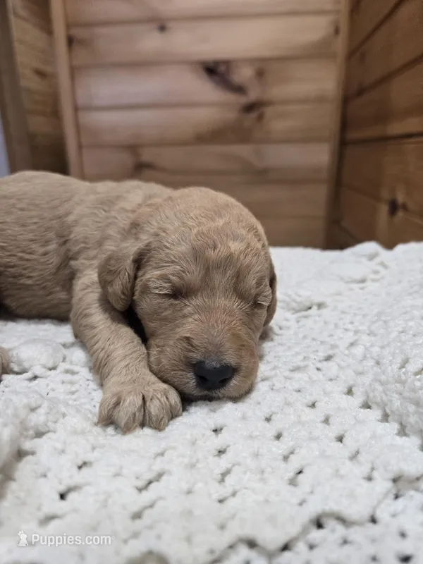 Piper – Labradoodle puppy for sale in Williamstown, KY