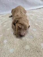 Whiskey, a male Goldendoodle for sale in Williamstown, KY – 1 of 4