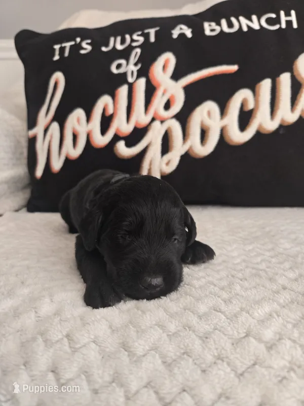 Koda – Labradoodle puppy for sale in Williamstown, KY