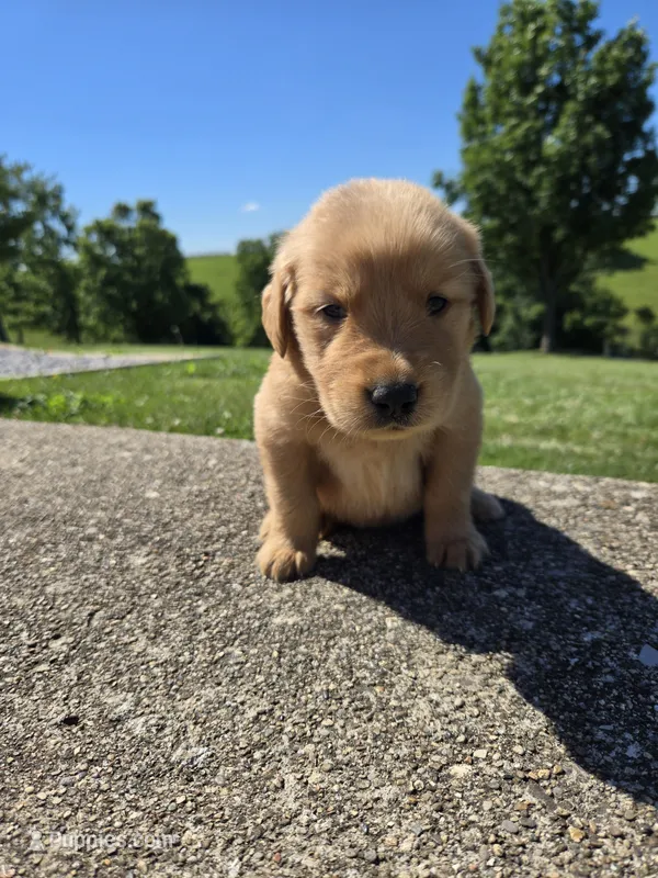 Reggie – Golden Retriever puppy for sale in Williamstown, KY