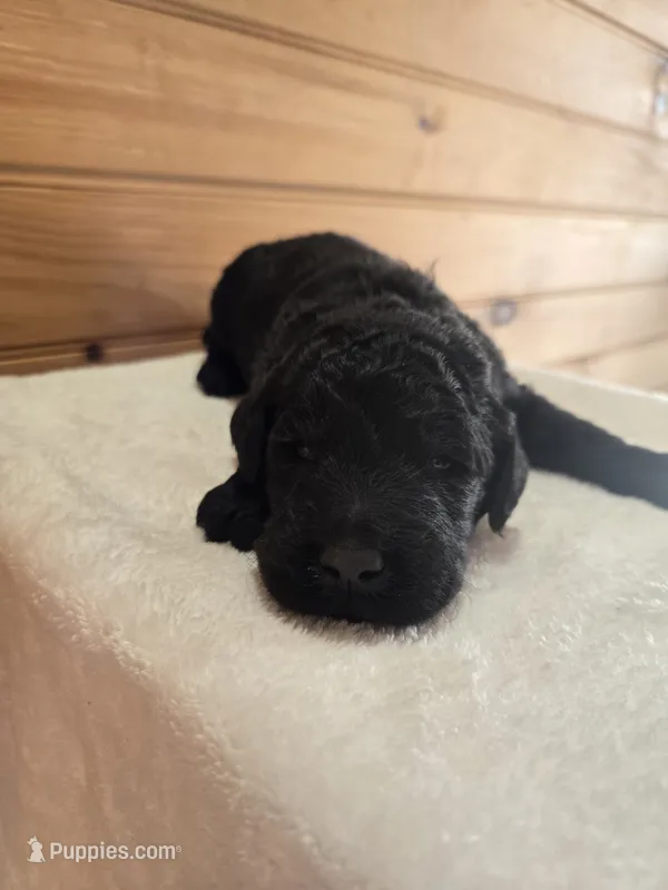 Hickery – Goldendoodle puppy for sale in Williamstown, KY
