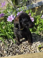 Luna, a female Labradoodle for sale in Williamstown, KY – Photo 3 of 5