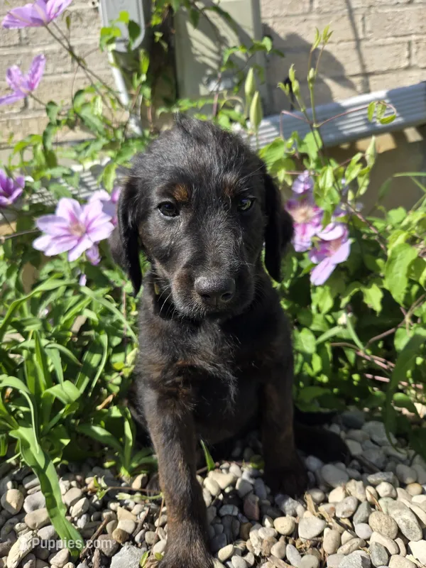 Luna, a female Labradoodle for sale in Williamstown, KY – Photo 1 of 5