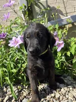 Luna, a female Labradoodle for sale in Williamstown, KY – Photo 2 of 5