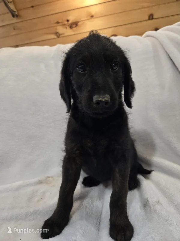 Luna – Labradoodle puppy for sale in Williamstown, KY