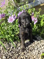 Luna, a female Labradoodle for sale in Williamstown, KY – Photo 5 of 5