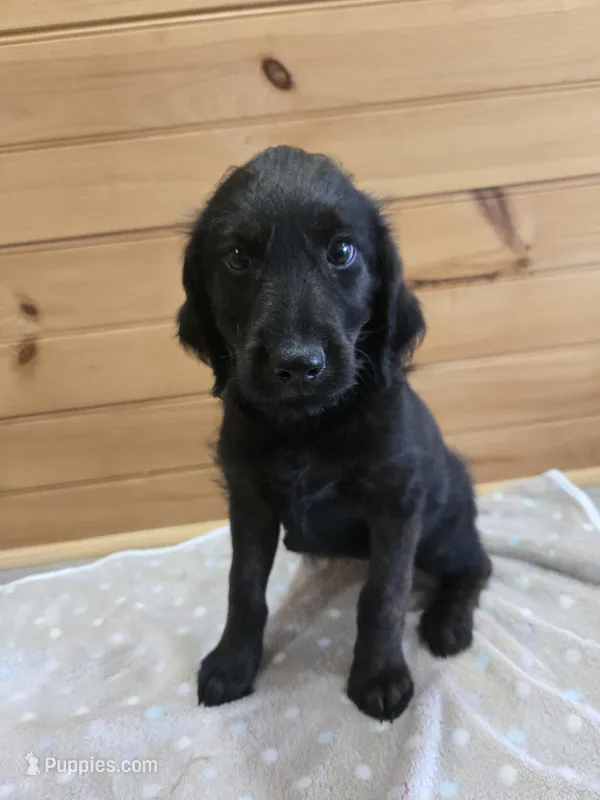 Luna – Labradoodle puppy for sale in Williamstown, KY