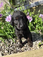 Luna, a female Labradoodle for sale in Williamstown, KY – Photo 4 of 5