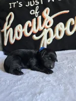 Rocky, a  Labradoodle for sale in Williamstown, KY – 2 of 4