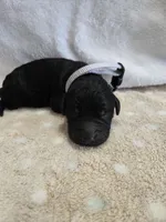 Hickery, a male Goldendoodle for sale in Williamstown, KY – 2 of 4