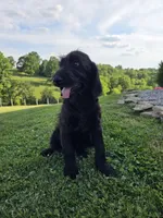 Zoe , a female Labradoodle for sale in Williamstown, KY – 3 of 4