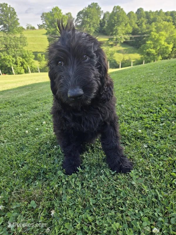 Ivy  – Labradoodle puppy for sale in Williamstown, KY