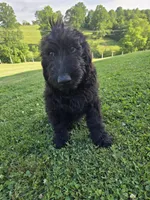 Ivy , a female Labradoodle for sale in Williamstown, KY – 1 of 4