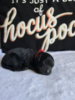 Buster, a  Labradoodle for sale in Williamstown, KY – 2 of 3