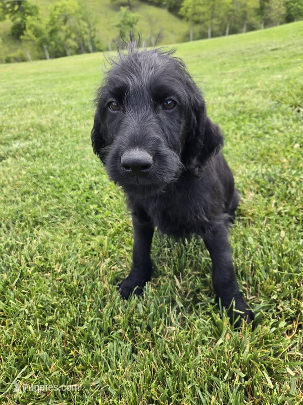Ace – Labradoodle puppy for sale in Williamstown, KY