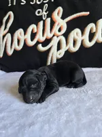 Koda, a  Labradoodle for sale in Williamstown, KY – 2 of 3