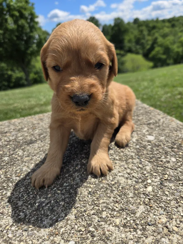 Pixie – Golden Retriever puppy for sale in Williamstown, KY