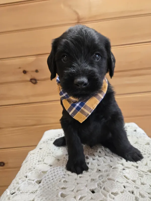 Shadow  – Labradoodle puppy for sale in Williamstown, KY