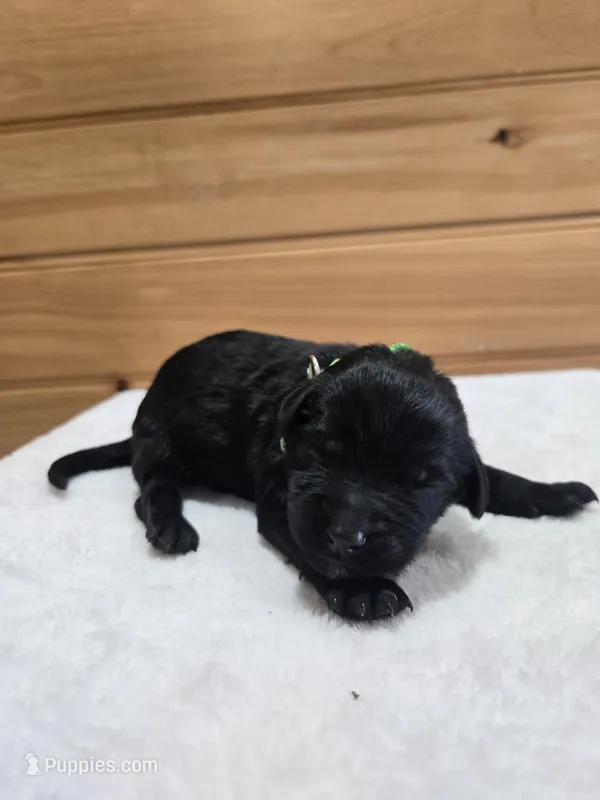 Jack – Labradoodle puppy for sale in Williamstown, KY