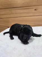 Jack, a male Labradoodle for sale in Williamstown, KY – Photo 1 of 4