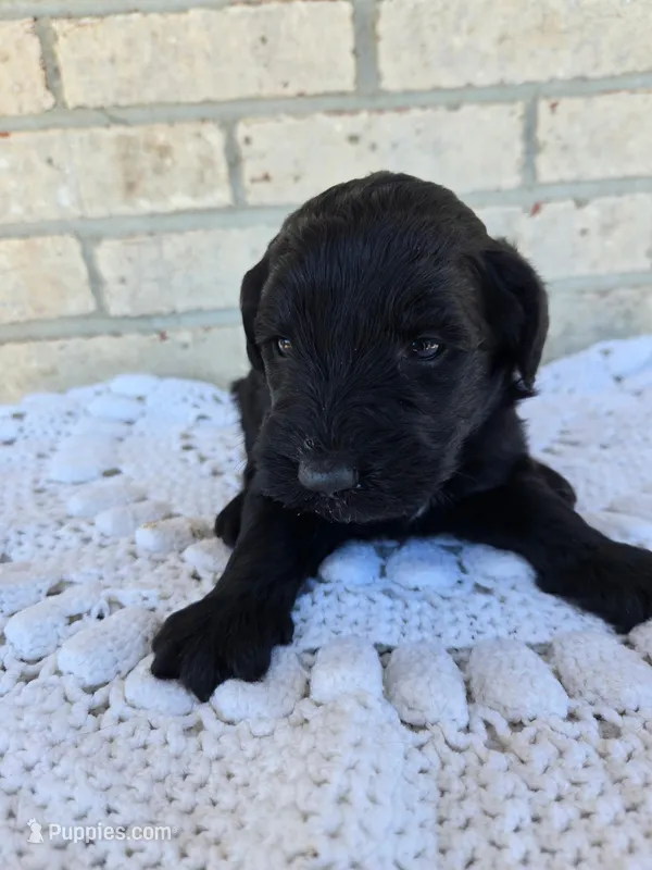 Jack – Labradoodle puppy for sale in Williamstown, KY